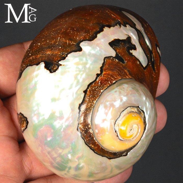 Schelp in parelmoer van topkwaliteit Verzamelingsschedel -, Verzamelen, Mineralen en Fossielen