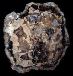 Versteend Hout / Petrified wood / Bal / - Hoogte: 47 cm -