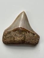 Megalodon Haaientand 4,6 cm - Fossiele tand - Carcharocles, Verzamelen, Nieuw