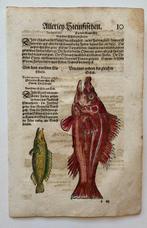 Conrad Gesner - Fischbuch - 1598