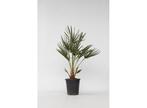 Europese Waaierpalm Chamaerops Humilis, Huis en Inrichting, Kamerplanten, Verzenden