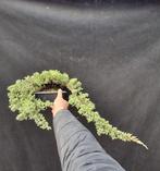Jeneverbes bonsai (Juniperus) - Hoogte (boom): 15 cm -