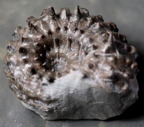 Alle spine origineel - Fijne en opvallende ammoniet - -, Verzamelen, Mineralen en Fossielen