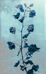 Jorge Omeñaca - Air flower