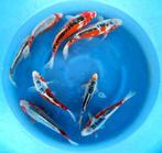 Hirasawa Marusei 28-35cm (Japanse Koi), Dieren en Toebehoren, Vissen | Vijvervissen, Karper of Koi