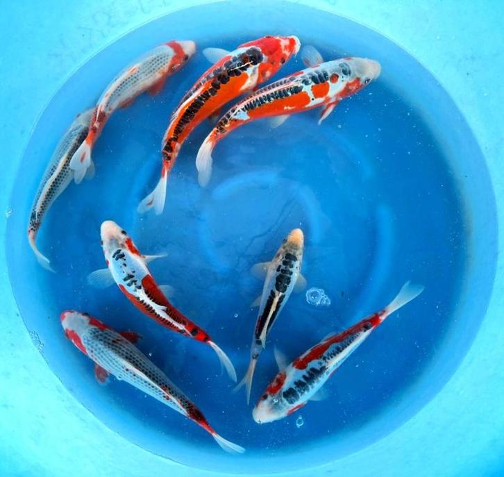 Hirasawa Marusei 28-35cm (Japanse Koi), Dieren en Toebehoren, Vissen | Vijvervissen, Karper of Koi