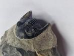 Trilobiet - Gefossiliseerd dier - Hollardrops - 7.8 cm