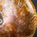 Grote geopaliseerde fossiele Nautilus - Gefossiliseerde