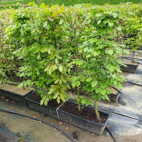 Beukenhaag - Fagus sylvatica - Hoogte: 80-100 cm | Potmaat:, Tuin en Terras, Planten | Bomen, Ophalen of Verzenden