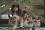 Schotse Collie (Lassie) Pups - Onwijs Mooi en Lief / VIDEO., Dieren en Toebehoren, Nederland, Parvo, 8 tot 15 weken, Collie