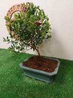 polygala myrtiflora - Hoogte (boom): 44 cm - Diepte (boom):