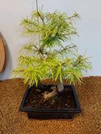 Lariks bonsai (Larix) - Hoogte (boom): 31 cm - Diepte