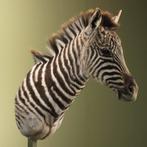 Zebra Jong Taxidermie Opgezette Dieren By Max, Verzamelen, Dierenverzamelingen, Ophalen of Verzenden, Nieuw, Wild dier, Opgezet dier