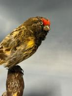 Roodvoorhoofdkanarie Taxidermie volledige montage - Serinus, Verzamelen, Nieuw