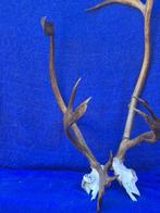 Caribou des Bois Hoorns - Rangifer tarandus caribou - Bois, Nieuw