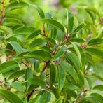 Haagplant- Portugese laurier– Prunus lusitanica ‘Angustifoli, Ophalen of Verzenden