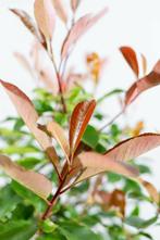 Photinia fraseri Red Robin halfstam