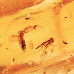 Ongeveer 1–2 miljoen jaar (Pleistoceen) Copal met versteende, Verzamelen, Mineralen en Fossielen