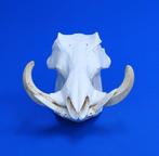 Wrattenzwijn Schedel - Phacochoerus africanus - 21 cm - 23, Nieuw