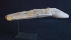 Sepik Kanuspitze 60 cm in visvorm - Papoea-Nieuw-Guinea