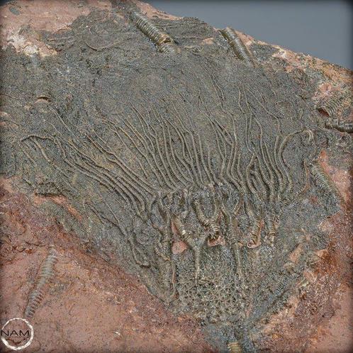 Opmerkelijk fossiel van een zeelily - Crinoïde, Marokko-, Verzamelen, Dierenverzamelingen