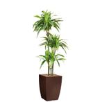Dracaena Lemon Lime kunstplant, H150cm, Huis en Inrichting, Kamerplanten, Ophalen of Verzenden