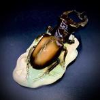 Royal Dux, Bohemia - Stag Beetle (21,5 cm) - ca 1965 -, Antiek en Kunst