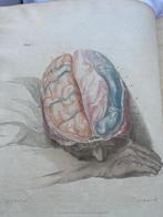 Sir Charles Bell - The Anatomy of the Brain, Explained in a