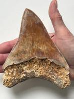 Reusachtige megalodon tand 14,7 cm - Fossiele tand -