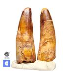 Set van 2 Grote Gewortelde Spinosaurus Dinosaur Tand -