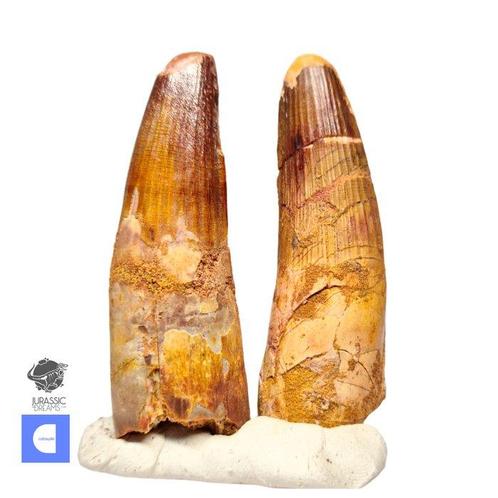 Set van 2 Grote Gewortelde Spinosaurus Dinosaur Tand -, Verzamelen, Mineralen en Fossielen