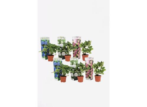 Hortensia pakket - mix van 6, Huis en Inrichting, Kamerplanten, Verzenden