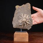Fossiele Echinoïde op Matrix - Gefossiliseerde schelp -, Verzamelen, Mineralen en Fossielen