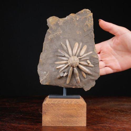 Fossiele Echinoïde op Matrix - Gefossiliseerde schelp -, Verzamelen, Mineralen en Fossielen