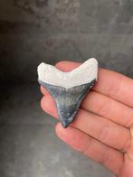 Megalodon - Fossiele tand - Carcharias Megalodon - 5.7 cm, Verzamelen