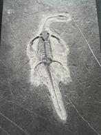 Fossiele reptiel: Keichousaurus -Trias - Gefossiliseerd dier