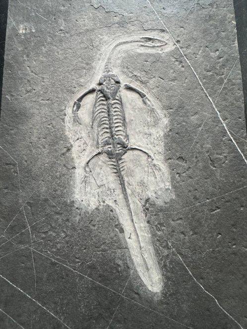 Fossiele reptiel: Keichousaurus -Trias - Gefossiliseerd dier, Verzamelen, Mineralen en Fossielen