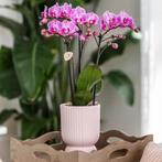 Kolibri Orchids | Roze paarse phalaenopsis orchidee - El Sal, Verzenden, Nieuw