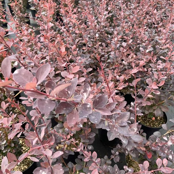 Berberis Thunbergii Atropurpurea - Zuurbes (Kale Wortel) -, Tuin en Terras, Planten | Tuinplanten, Volle zon, Lente, Ophalen of Verzenden