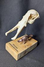 Vogelbekdier Schedel - (Ornithorhynchus anatinus) - Museum
