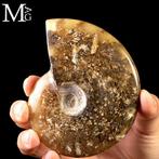Eerste Kwaliteitskeuze Fossil Cleoniceras Ammonite - Pure