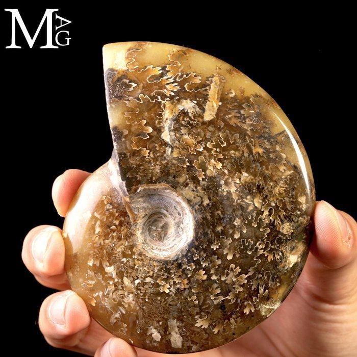 Eerste Kwaliteitskeuze Fossil Cleoniceras Ammonite - Pure, Verzamelen, Mineralen en Fossielen