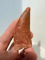 Dinosaurus - Fossiele tand - carcharodontosaurus saharicus -