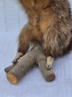 Wasbeer Taxidermie volledige montage - Procyon lotor -, Verzamelen, Nieuw