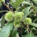 Tamme Kastanjeboom - Castanea Sativa (Kale Wortel) -, Ophalen of Verzenden, 250 tot 400 cm