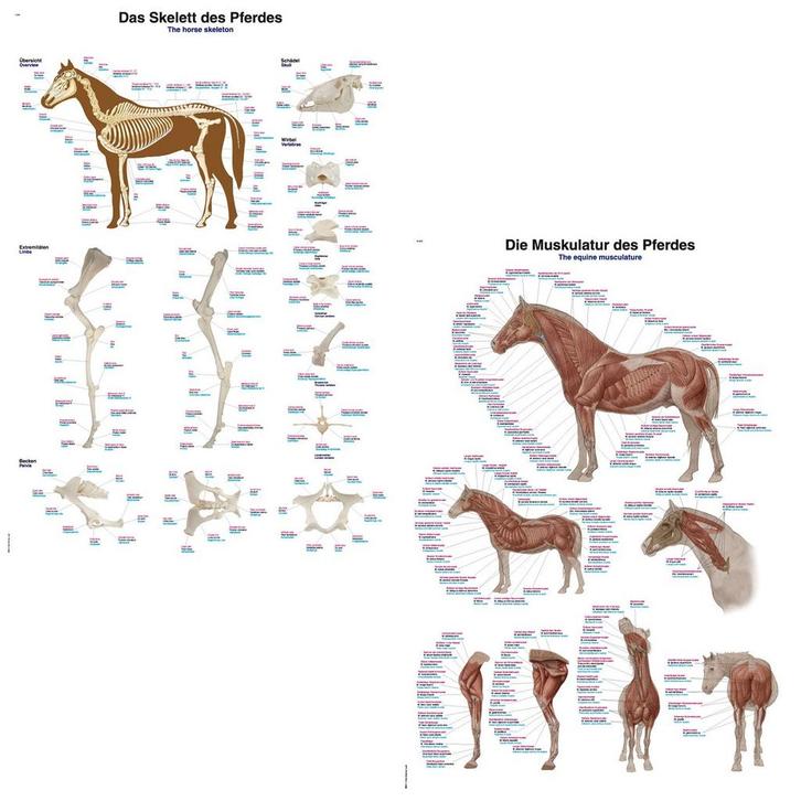 Anatomie posters skelet en spieren paard (papier, 50x70...., Sport en Fitness, Massageproducten