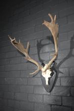 Fallow Buck Trophy Schedel - Dama dama - 40 cm - 75 cm - 55, Verzamelen, Dierenverzamelingen, Nieuw