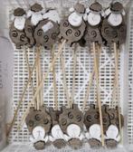 Bijsteker Houten schapen Grijs per stuk Schaapjes, Ophalen of Verzenden, Nieuw