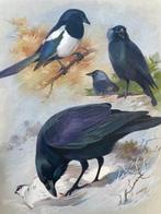 Archibald Thorburn - British Birds - 1918