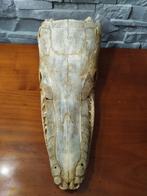 Ongebruikelijke Alligator Gar Schedel - Atractosteus spatula, Nieuw
